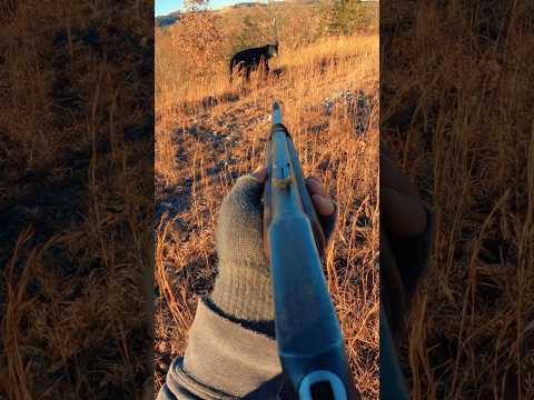 Would you shoot the bear?