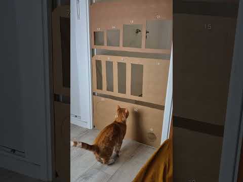 my cat 😅 #chat #cat #challenge