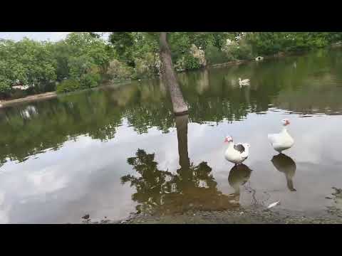 Puertollano - Parque del Prior de las Pocitas - Laguna de los Patos.
