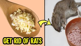 How to get rid of rats in the house permanently - Home remedies to get rid of rats quickly