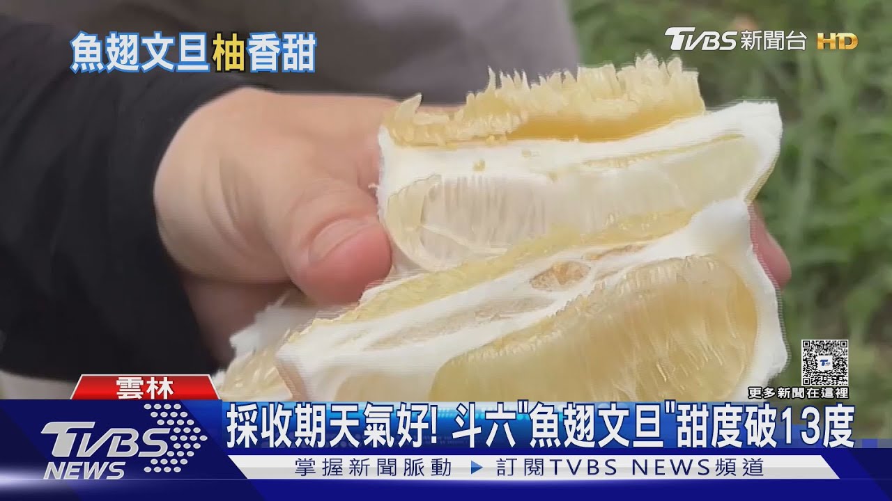 麻豆文旦減產7成!斗六「魚翅文旦」甜度破13度 急轉單爆增4成