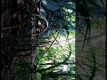 Cara Mudah Memikat Burung Wak Wak