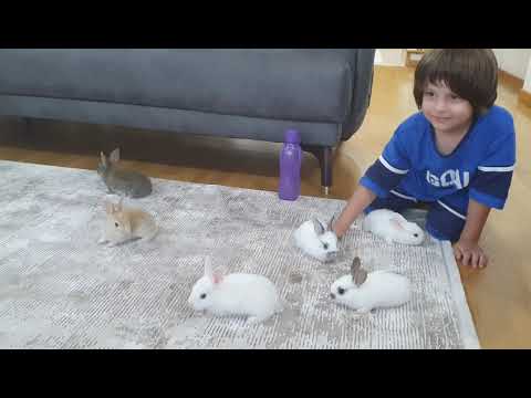 , title : 'Fatih Selim’in yavru tavşanları,6 tane minik tavşan evimize misafir oldu.Bu gece bizde kalacaklar'