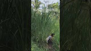 Download lagu Story ngarit mp3