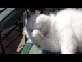 Snowbell Chills Out