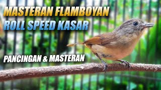 Download lagu FLAMBOYAN GACOR FULL NEMBAK NGEROLL NGEBREN SPEED RAPAT PANJANG BUAT MASTERAN & AMPUH BUAT PANCINGAN mp3