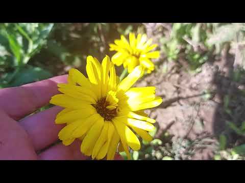 Ringelblumensamen Ernten