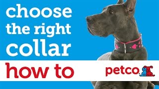 How to Buy the Best Dog Collar or Harness (Petco)