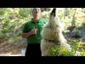 Wolf Howls At San Diego Zoo