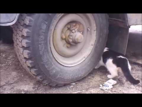 Mouse vs cat thug life (Kurnaz fare)