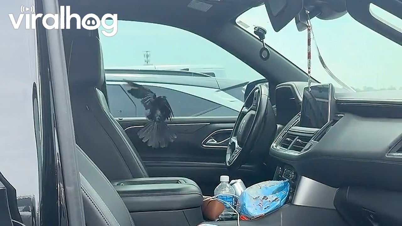 Mom Freaks Out When a Bird Flies in Her Car || ViralHog