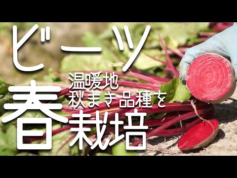 ビーツ、ビーツ 植物