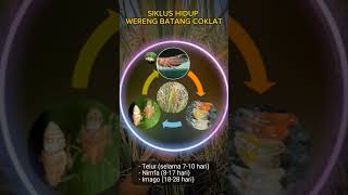 Download lagu Pencegahan dan Pengendalian Wereng Batang Coklat #shorts #pertanian #wereng #penyuluhpertanian mp3 Download lagu Pencegahan dan Pengendalian Wereng Batang Coklat #shorts #pertanian #wereng #penyuluhpertanian mp3