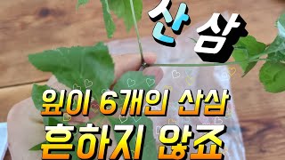 작지만 잎이 6장인 산삼 흔하지 않죠