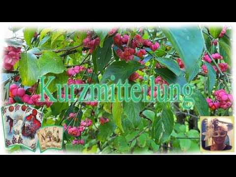 Waage Mitte Oktober 2025 Kurzmitteilung