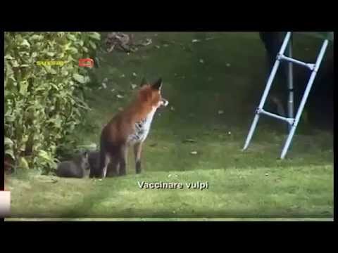 Vaccinare vulpi