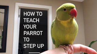How to teach your Parrot how to Step Up   (step by step, on how to)