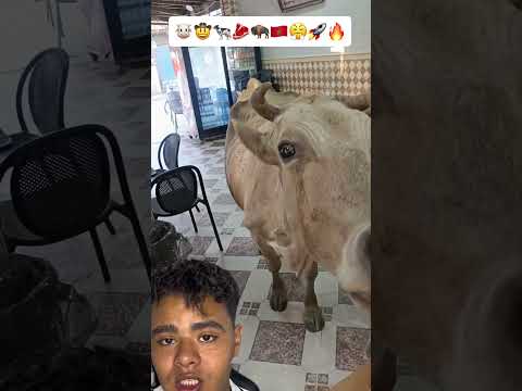 دخلت البقرة حتى وسط المقهى🐮🤠🐄🥩🦬🇲🇦🚀💰💸#مقهى #بقر #بقرة #تربية
