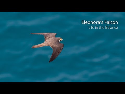 Eleonora's Falcon — Life in the Balance (documentary)
