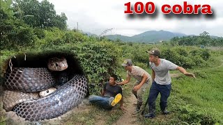 The brave hunter catch 100 king cobras