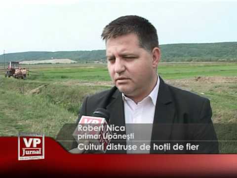 Culturi distruse de hoții de fier