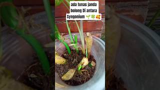 Download lagu Tunas Janda Bolong di Antara Syngonium 🌿✨” #monstera #syngonium #viral mp3