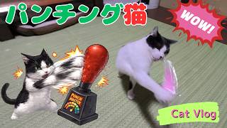 【CatsVlog】パンチングマシン猫(ﾟдﾟ)！ #猫動画 #可愛い猫 #保護猫
