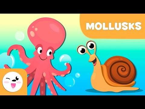 Mollusks for kids - Invertebrate animals - Science for kids