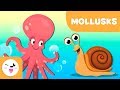 Mollusks for kids - Invertebrate animals - Science for kids