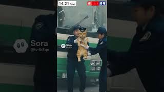バス暴走中でもカメラ目線の猫。 #ai #sora #shorts
