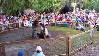 preview picture of video 'Alligator Wrestling in Immokalee Florida'
