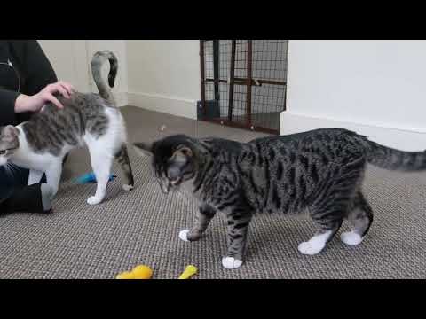 Jasper & Valerie, an adoptable Domestic Short Hair in Streator, IL_image-1