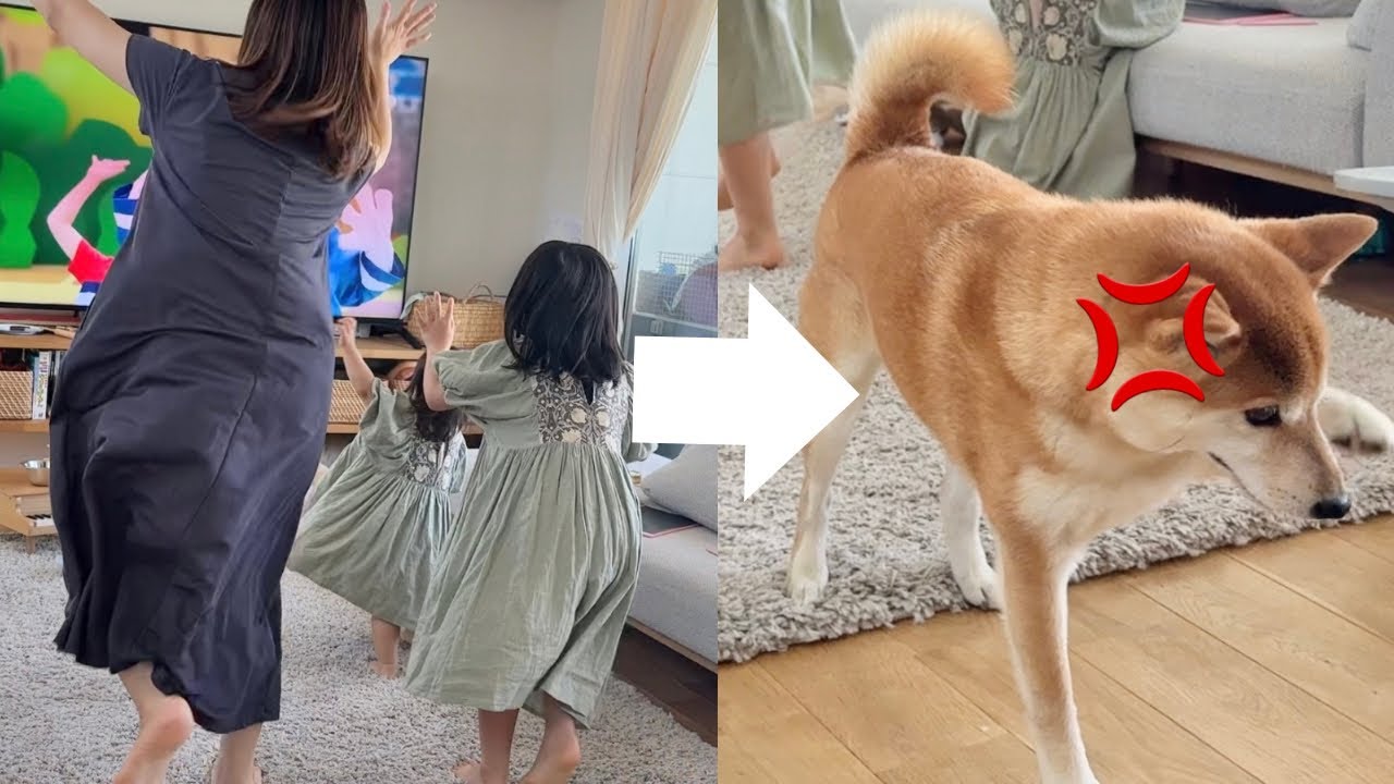 ジャンボリミッキーにノリきれない柴犬、ついに訴え出す