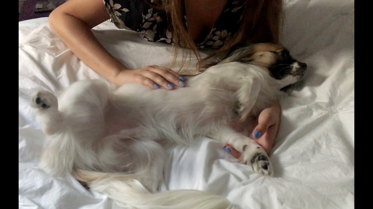 ASMR Loving Dog Petting