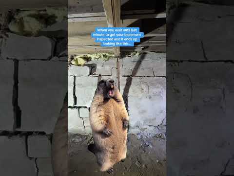 Groundhog's Reaction to Your Failing Foundation