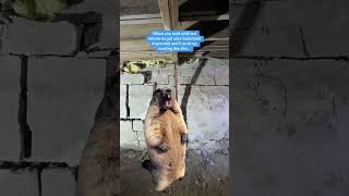 Groundhog's Reaction to Your Failing Foundation