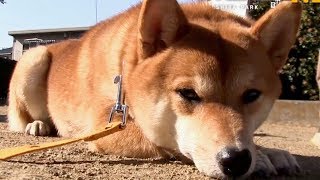 散歩、食べる、寝る!とにかく可愛い柴犬たちの姿/ドラマ版『柴公園』特別映像 mqdefault - 散歩、食べる、寝る!とにかく可愛い柴犬たちの姿/ドラマ版『柴公園』特別映像