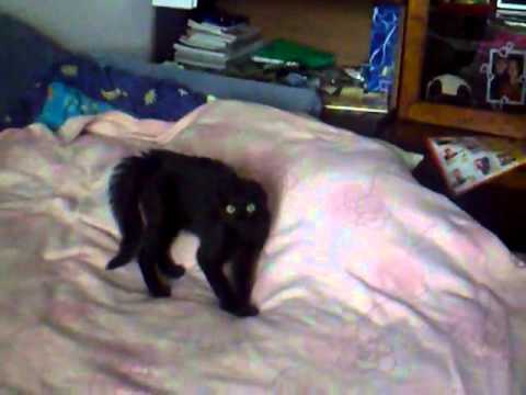 ZOO ZOO - katinas Okis