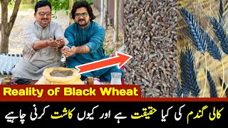 Black Wheat ki kya Haqiqat hai or is ko q Kasht Krna Chahiye NABI MG / G Farm