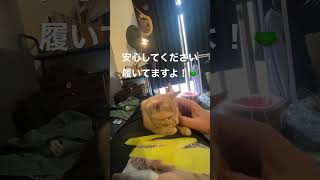 お腹でくつろぐ子猫がかわいい件