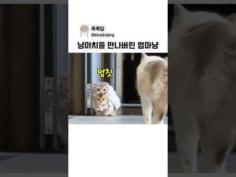 길에서 냥아치를 만나버린 엄마냥 #고양이 #cat #웃긴영상