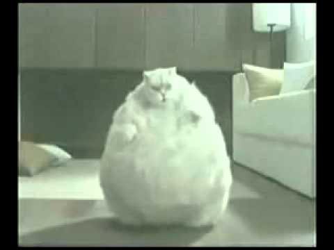 PISICI care danseaza si canta 2015