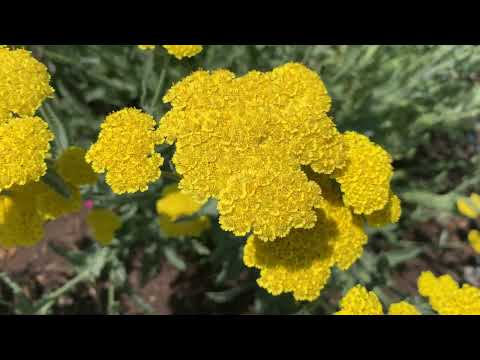 Achillea Millefolium Flowers