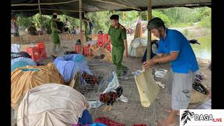 Long An - Triệt phá sới gà lớn tại huyện Tân Hưng || daga.live