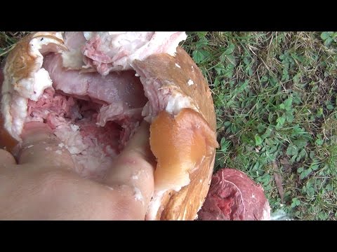 RIP Ammo (G2 Research)Testing With Real Flesh & Bone...Interesting Results!