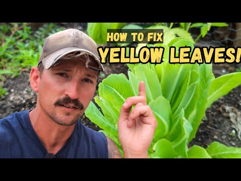 How to FIX Yellow Leaves - Why it Happens to Plants