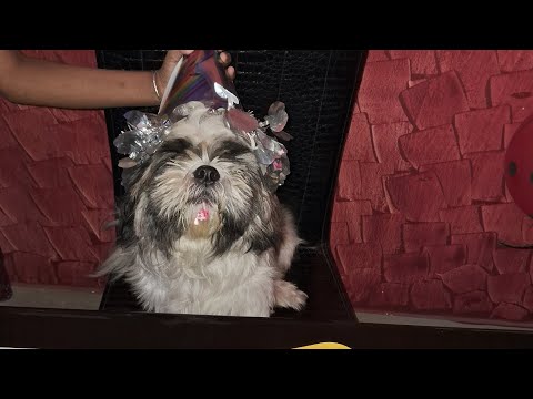 Aj chikur birthday celebration 🎂 🎈 oo to cake khete khub valo base 3yer holo chikur