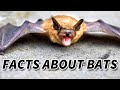 Bat Facts: the MAMMALS of the NIGHT 🦇 Animal Fact Files