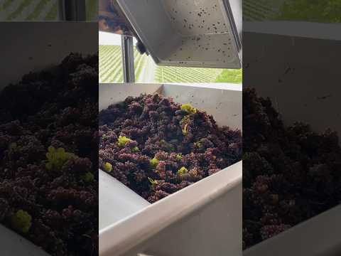 🍇Vinski Mošt is here!🥂. Come get yours at the Zlati Grič wine shop Cheers! 🥂 #wine #trending