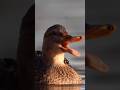 duck hunting - mallard hen best sound - greeting call of mallard hen #duck #duckhunting #duckcall